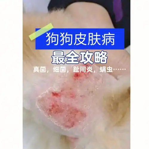 狗狗常见各类皮肤病经验分享