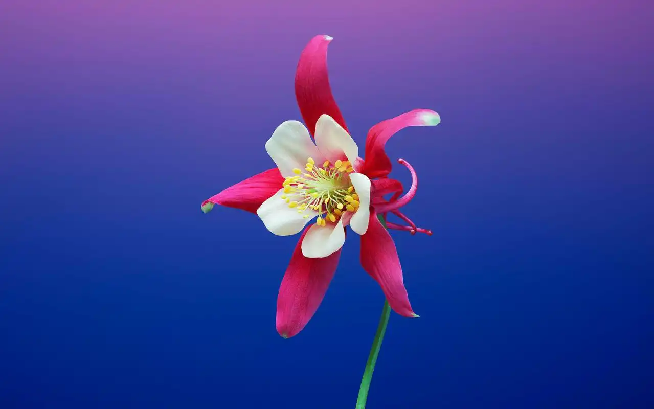 苹果ios11官方系统最新主题桌面壁纸图片