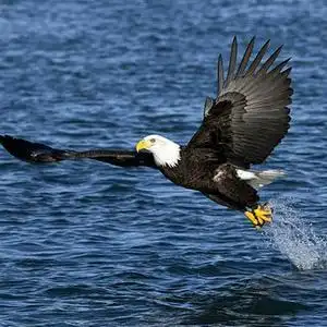 鹰往直前(晋城东站-郑州铁鹰)头像