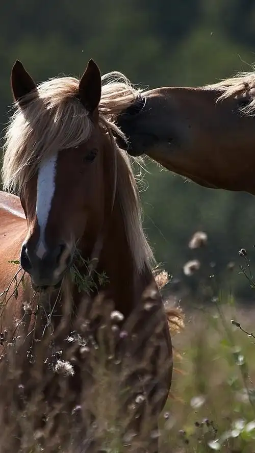 壁纸 两匹棕色的马,野花 2560x1600 hd 高清壁纸, 图片, 照片