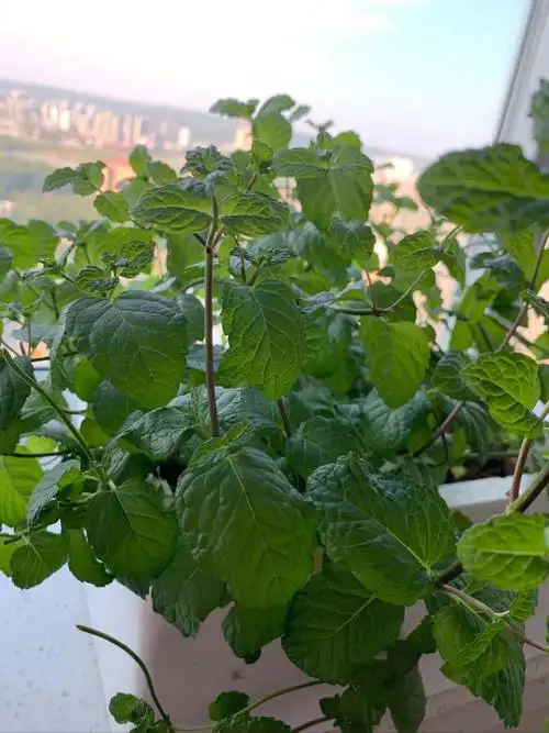 种一盆薄荷