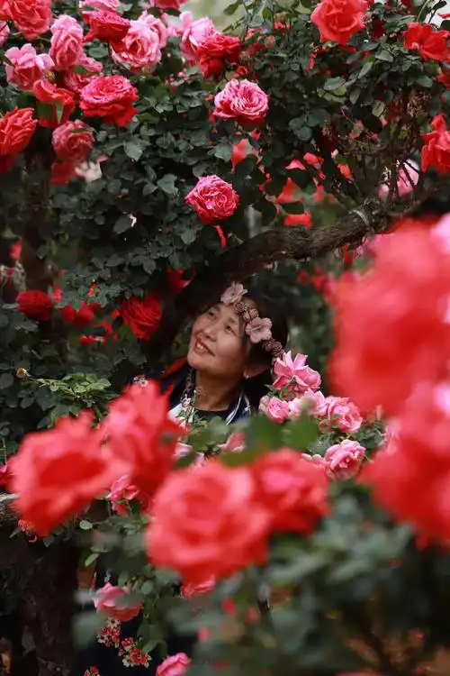 玫瑰花下的小女人们