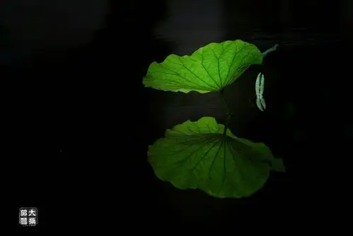 绿- 华为p30系列分享交流 花粉俱乐部