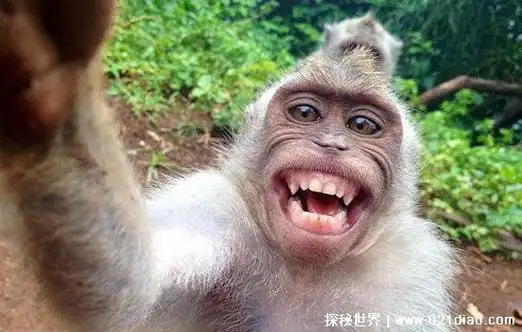 一张图片笑死10亿人我们在现在的网络上总是可以发现很多十分搞笑的