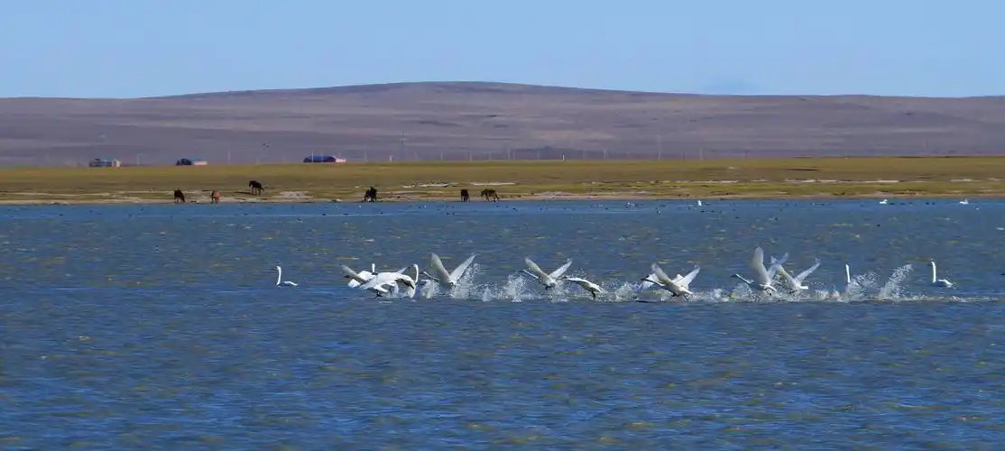 天鹅湖风光(2017)