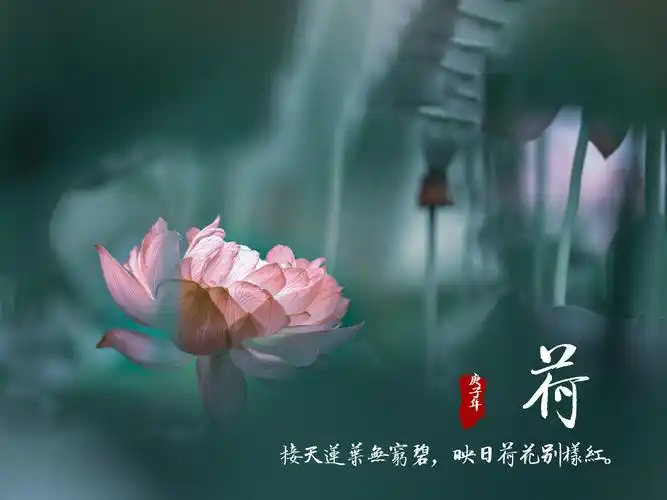 来生愿做一朵莲