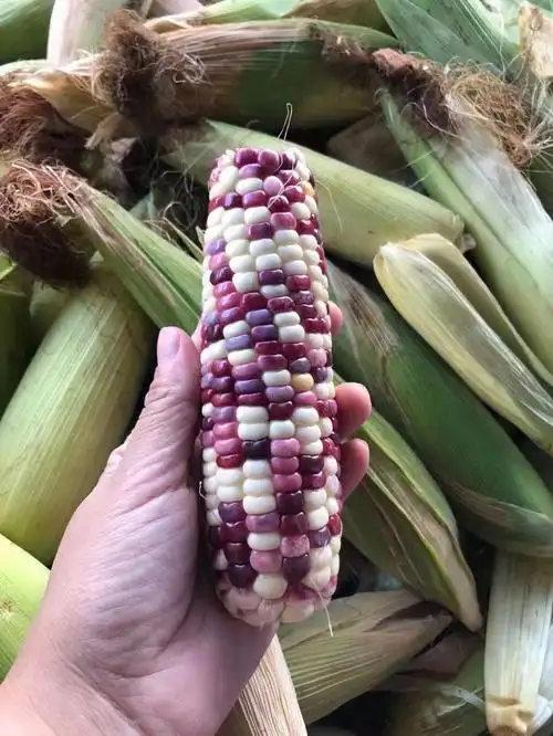 加州紫糯玉米