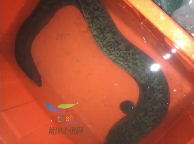 野生鳗鱼1.jpg