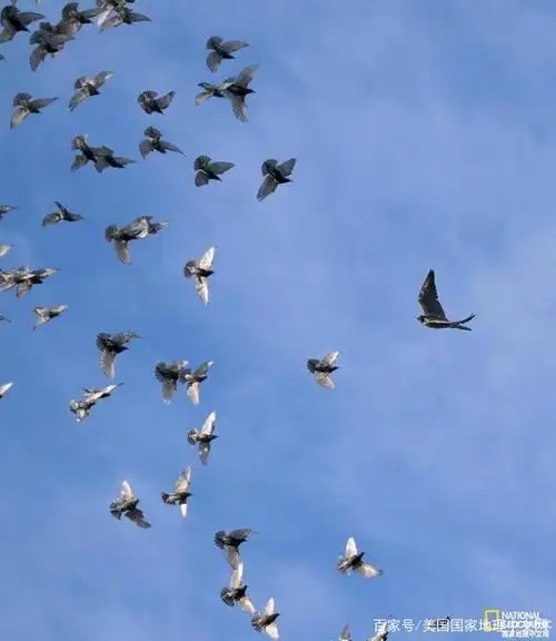 这种鸟成群在天上飞舞,而其原因至今无解