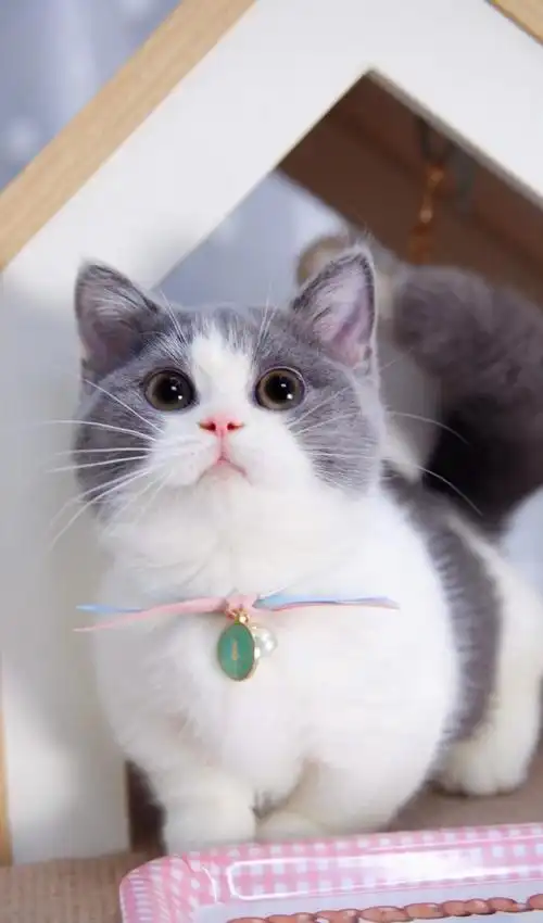 英短蓝白矮脚猫 妹妹三个月 大通脖 也会越来越圆润漂亮的～#英短蓝白