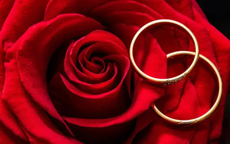 娇艳似火的红玫瑰电脑壁纸高清大图预览1920x1200_植物壁纸下载_美桌