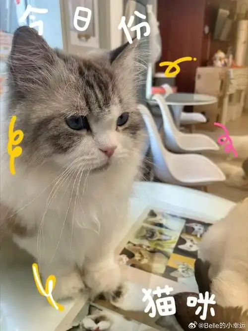 大上海时代广场##三八女神节礼物##萌宠好物##有钱花##桃花源境