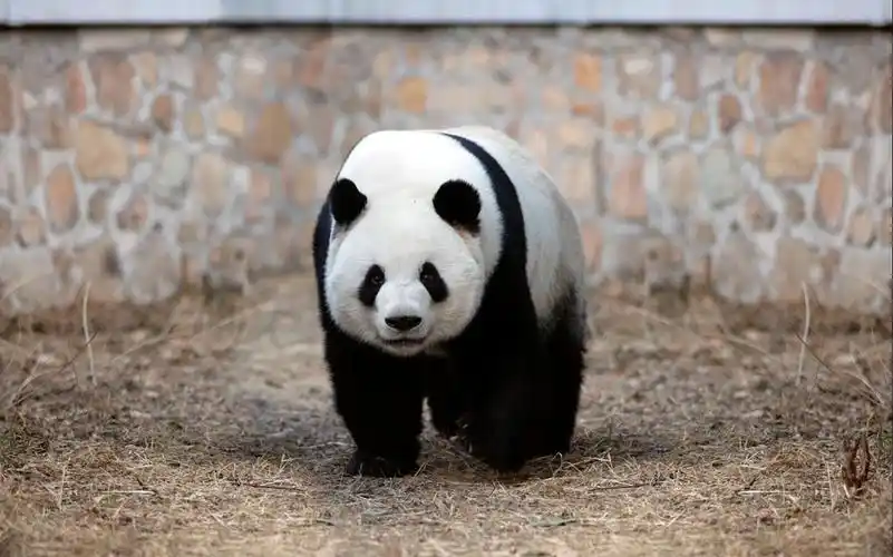 【大熊猫萌兰】今天早上的萌兰.2023.5.5.摄于北京动物园