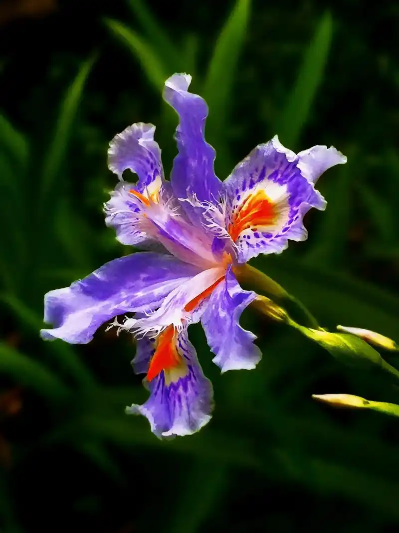 鸢尾花之名来源于希腊语,因其主要色彩为蓝紫色,又有 - 抖音