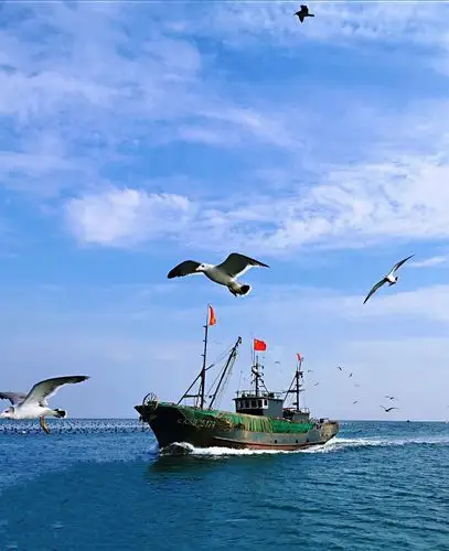 船游渤海湾,蓝天白云下海鸥随船飞翔,景色美极了.