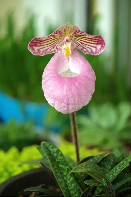 硬叶兜兰(玉女)