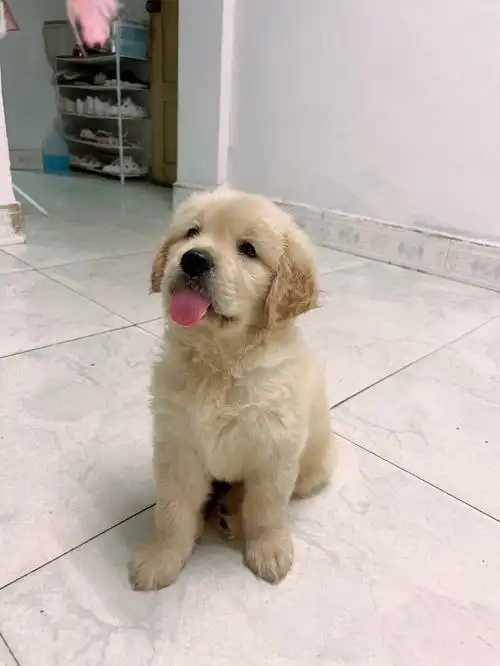 67天的小金毛,想请教大家一个问题.