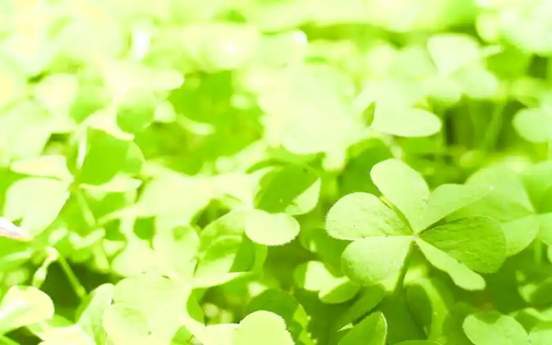 绿色护眼小清新植物图片桌面壁纸