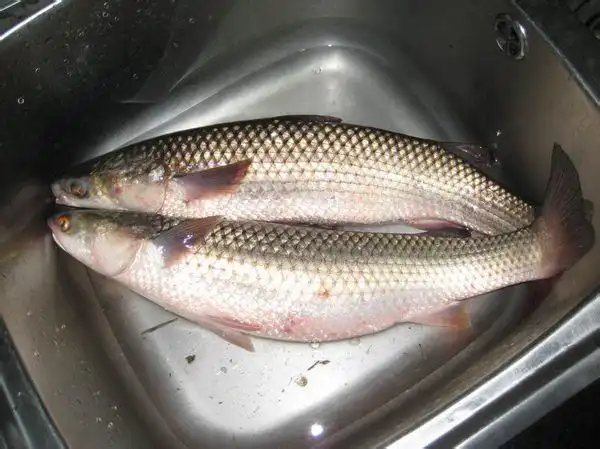 有知道这是什么鱼吗,而且是怎么做啊?