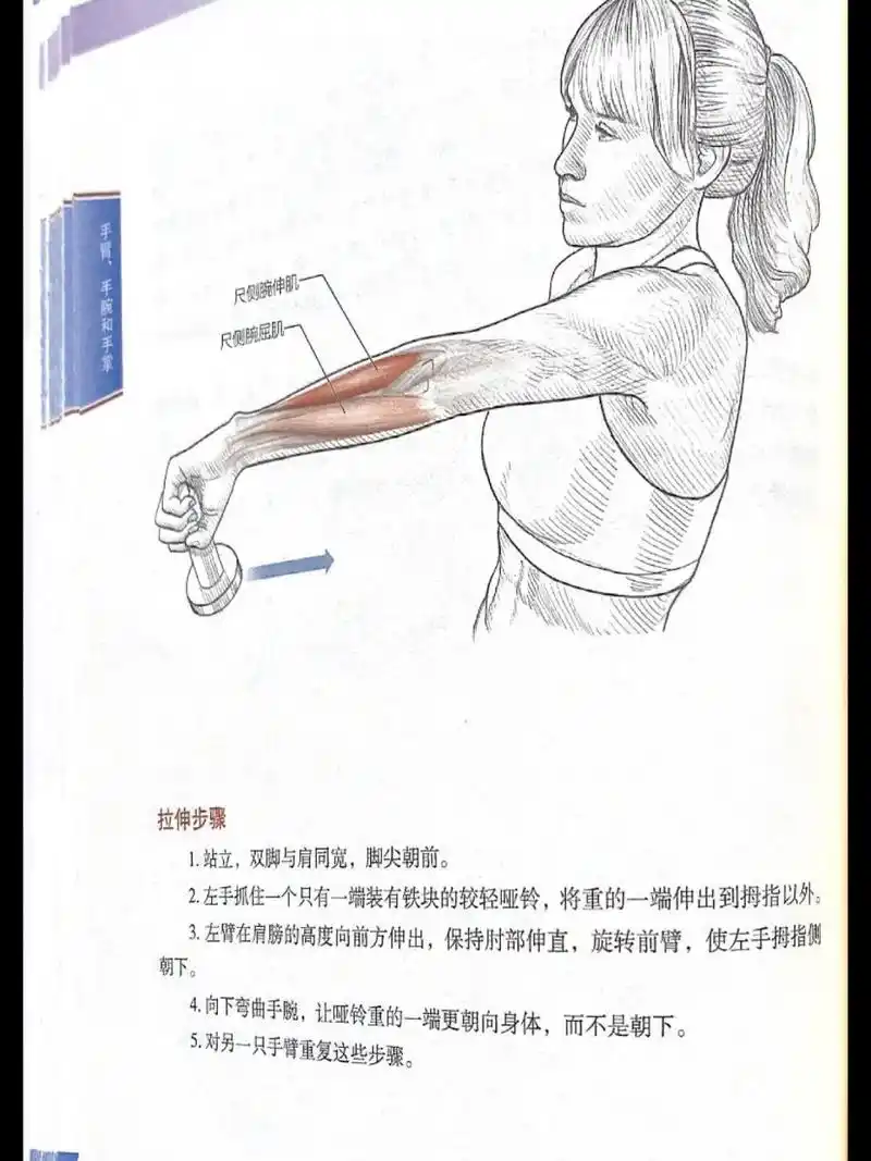 手臂肌肉拉伸|缓解疲劳疼痛|拉伸运动训练 手臂,手腕,手掌91215