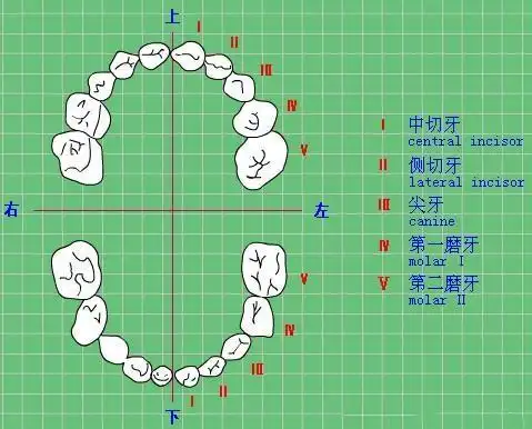 看牙医是如何用符号表示不同的牙齿的