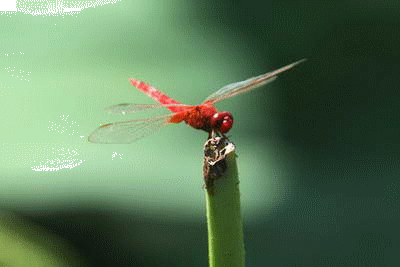 400_267gif 动态图 动图