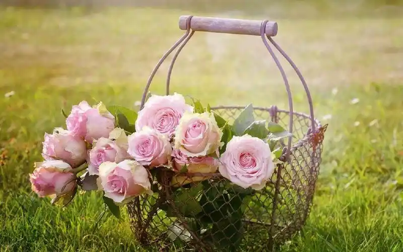 清新淡雅粉色花卉图片桌面壁纸