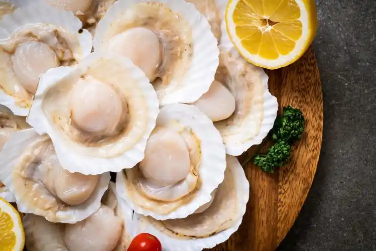 套餐新鲜的扇贝和冰块上的黄色柠檬海鲜 扇贝 辣 原 食品 贝类扇贝