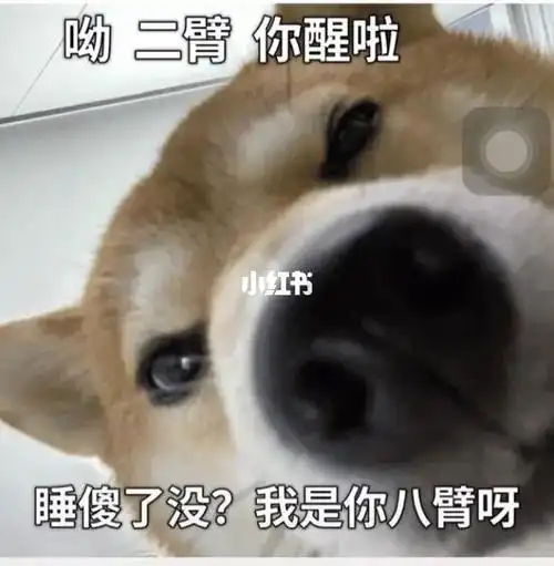 我最爱的表情包  #表情包