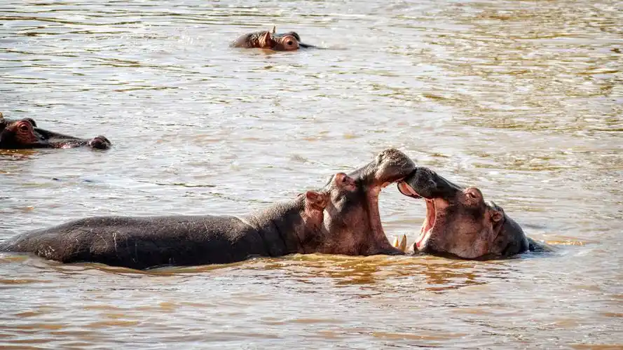 汗血河马的秘密