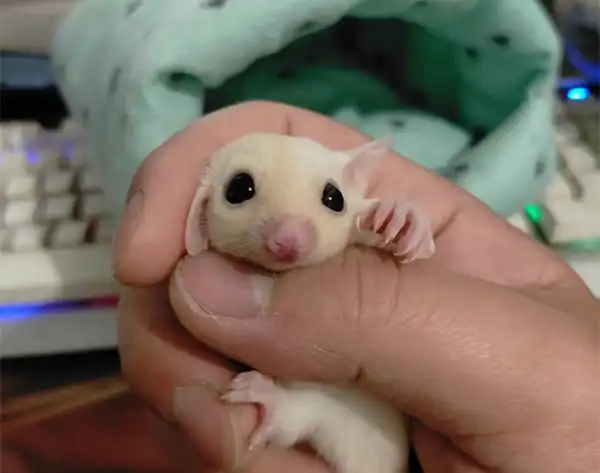 白化蜜袋鼯到底有多萌,请看图!