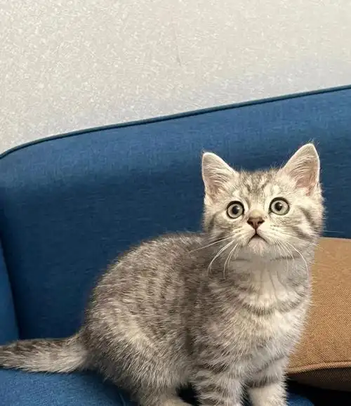 第一眼看面相,不玻璃心.#英短银虎斑