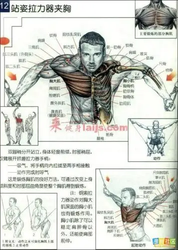 胸肌训练图解-祥子的blog-搜狐空间