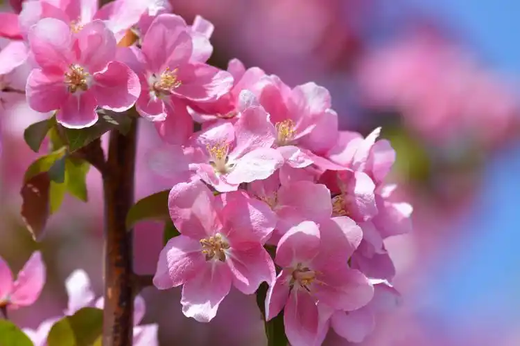 美丽的粉色垂丝海棠原创摄影