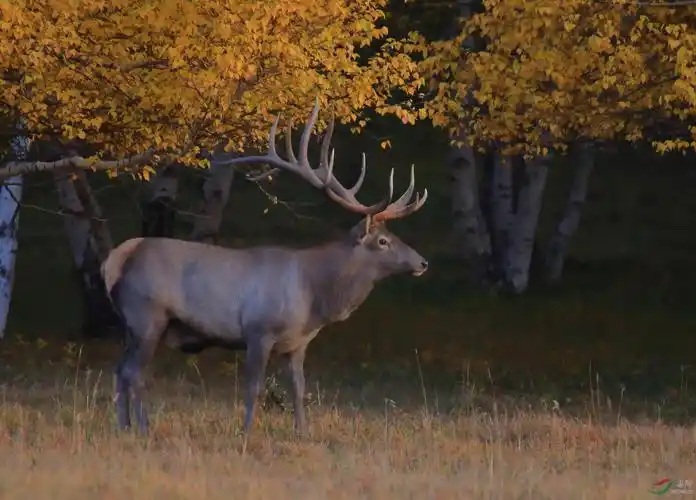 内蒙大草原的马鹿