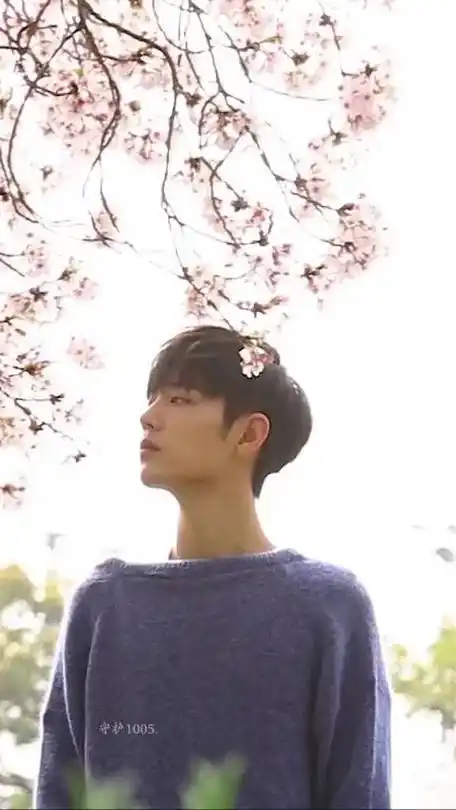 "爱遍漫山遍野的樱花 钟意你 忠于你 衷于你 终于你"xz|樱花|肖战