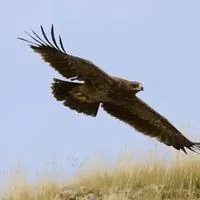 草原雄鹰微信头像_微信头像图片大全