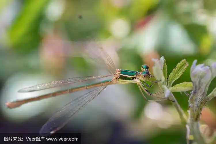 绿蜻蜓