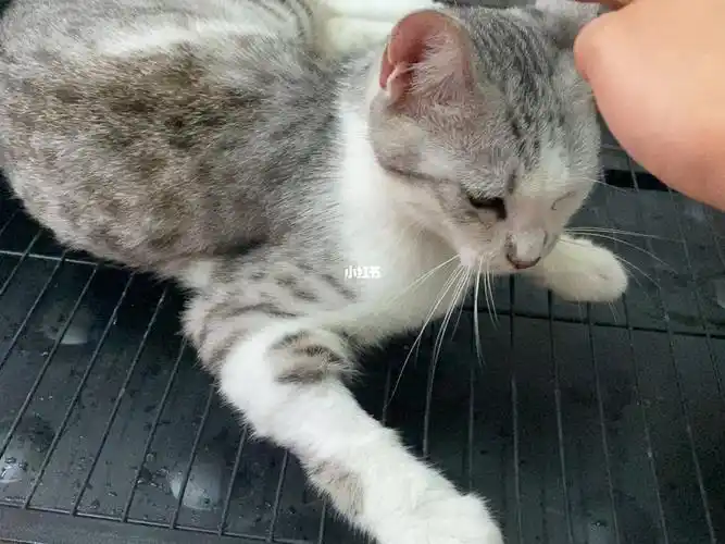 美短串串找领养