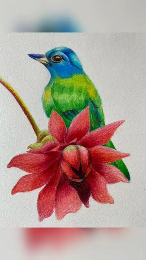 彩铅画,花鸟绘画素材