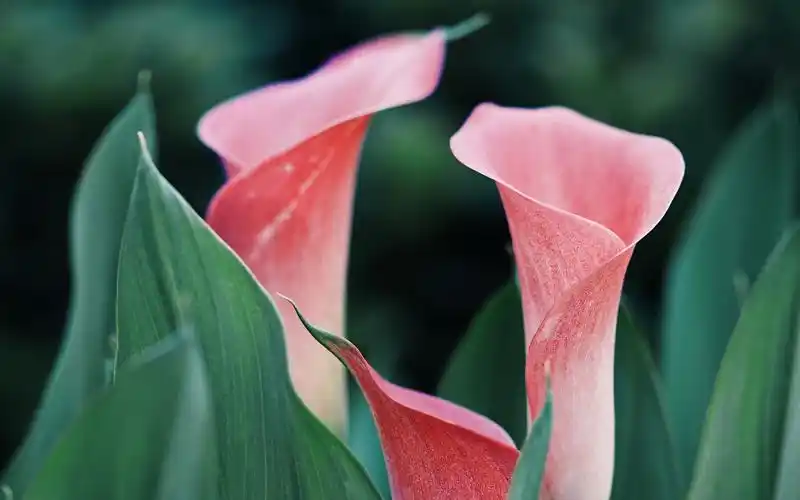 清新自然唯美的绿色植物风景桌面壁纸