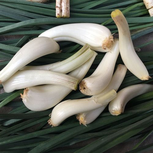 新鲜荞头藠头教头现拔现发带泥带颈带叶蔬菜其它