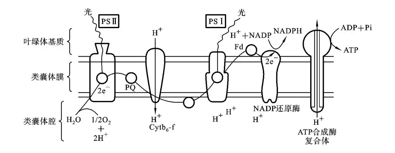 光反应光合作用的机理比较复杂,包括一系列的光化学步骤和物质转变,但