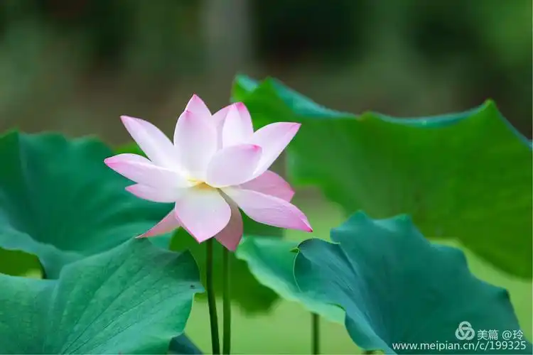 静雅· 莲花光阴