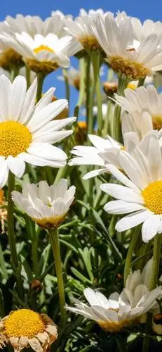 小雏菊壁纸 ·文艺ins风|喜欢小雏菊,却无关它的花语