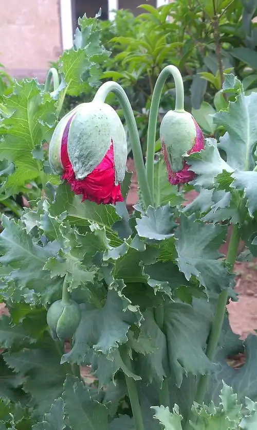 罂粟,罂粟花,她美丽,妖艳………大烟,贩毒,吸毒……每年都会种上几颗