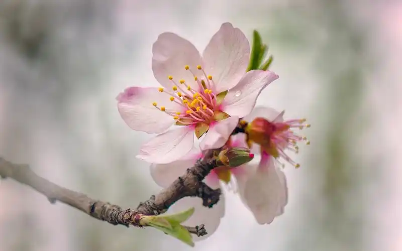 壁纸 粉红的桃花盛开的花朵,春天 1920x1200 hd 高清壁纸, 图片, 照片