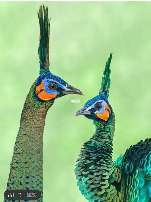 色彩动物日记我画得和我看到的