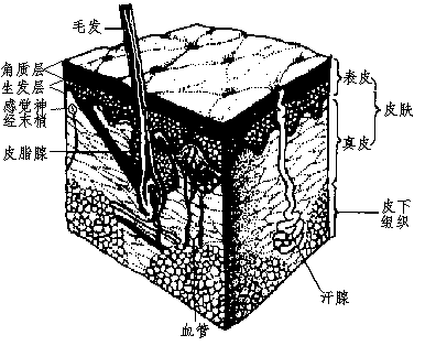 皮肤的结构