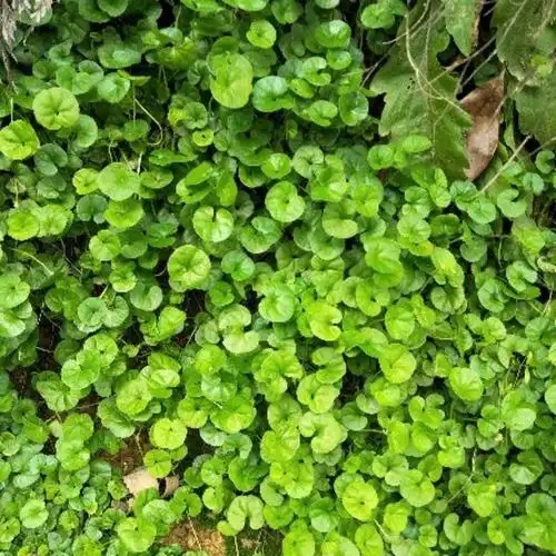 [金钱草批发]野生小叶金钱草苗 马蹄金苗 庭园草皮苗 耐寒草皮,可泡茶